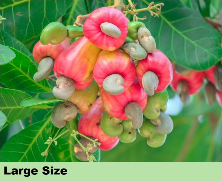 Effect on Dry Fruits = Large Size