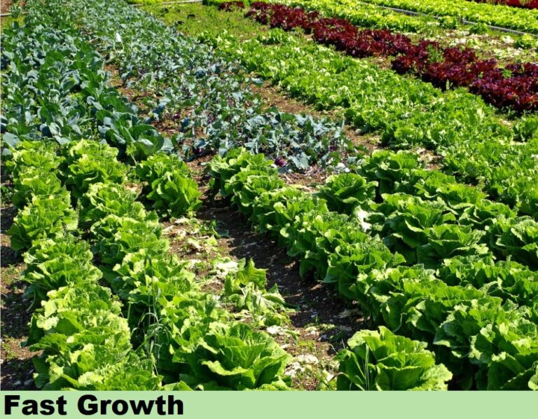 Effect on Vegitables - growth